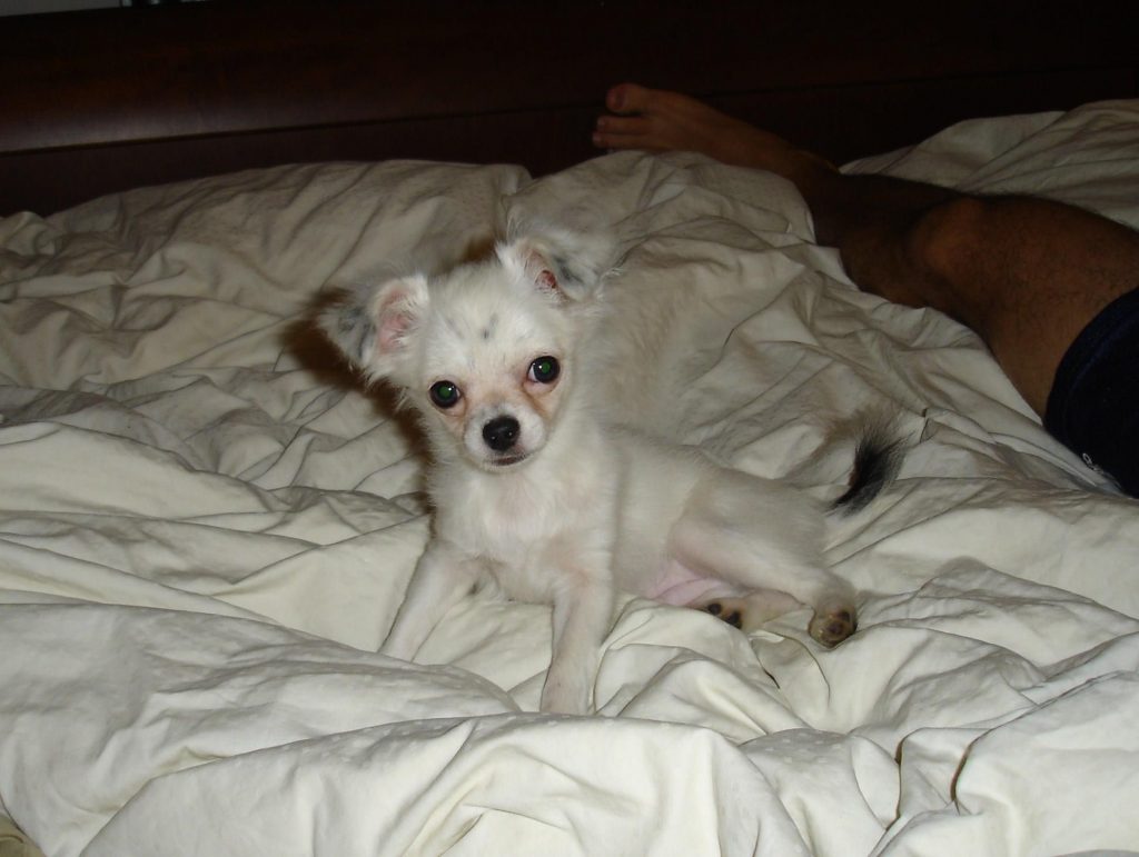 charlie-puppy-2006